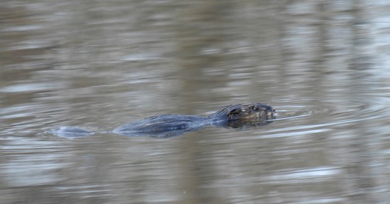 The beaver, an ecological architect and disturber. Julie Larsen Maher ©WCS